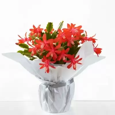 Christmas Cactus