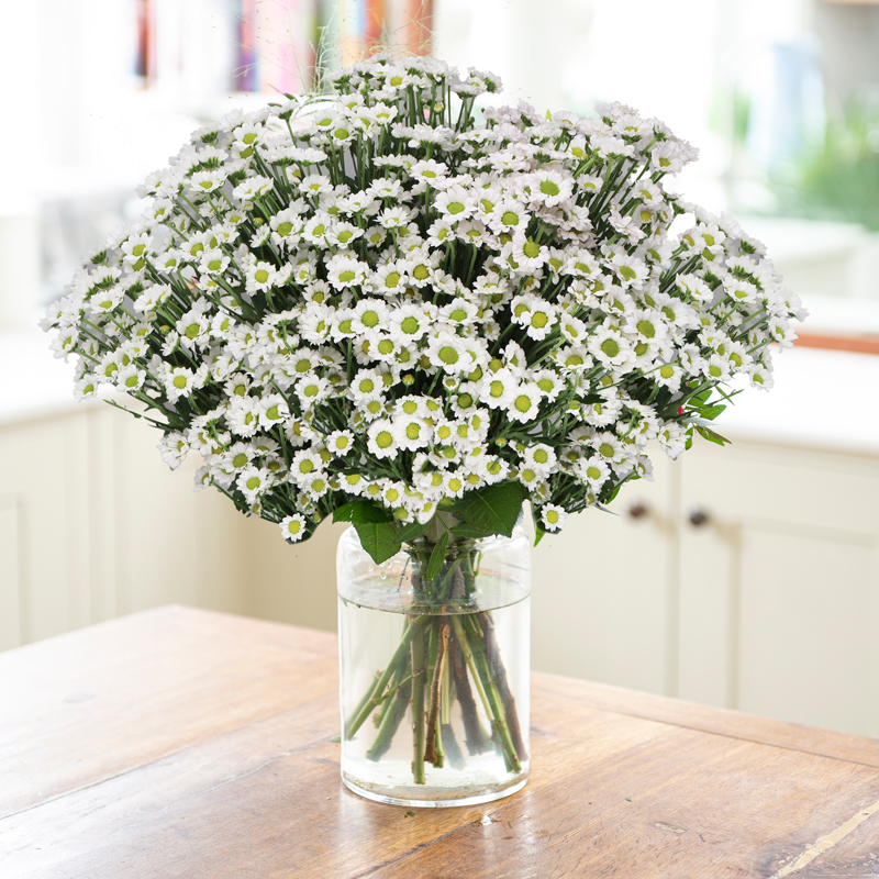 Daisy - Next Day Flower Delivery UK - Blossoming Gifts