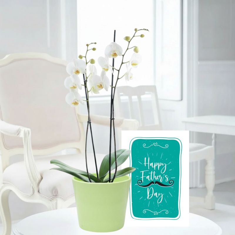 Double Stem White Orchid, Apple Ceramic Pot & Father's Day Card image