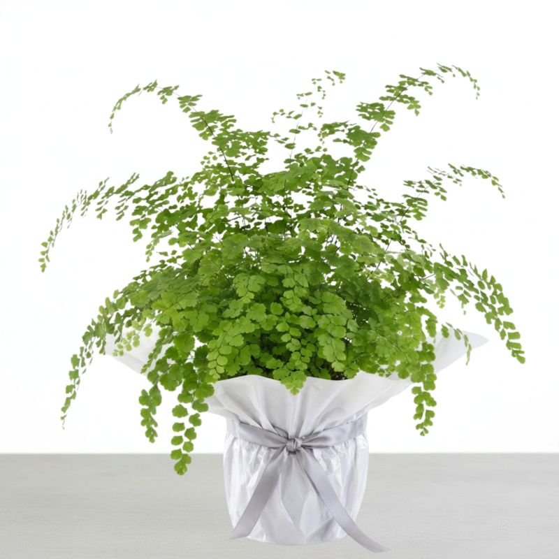 Maidenhair Fern - Next Day Plant Gift Delivery UK - Blossoming Gifts