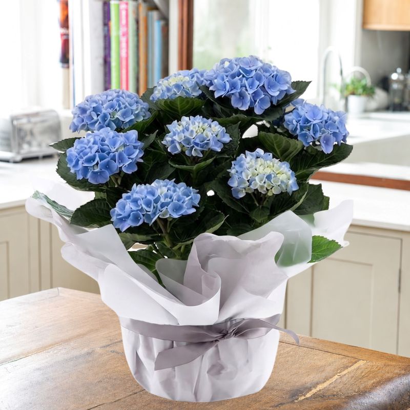 Gift Wrapped Blue Hydrangea Plant image