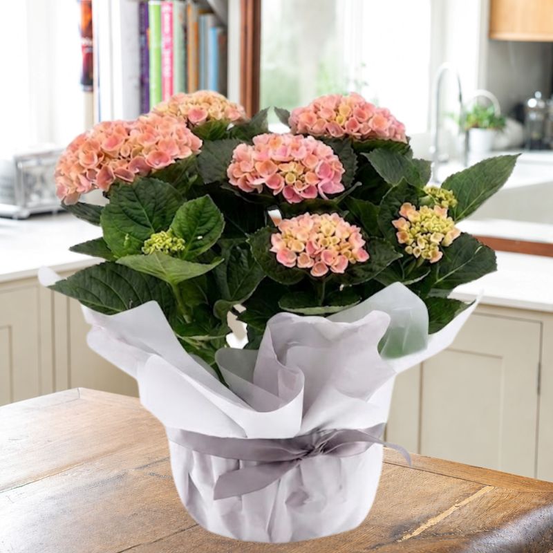 Gift Wrapped Pink Hydrangea Plant image