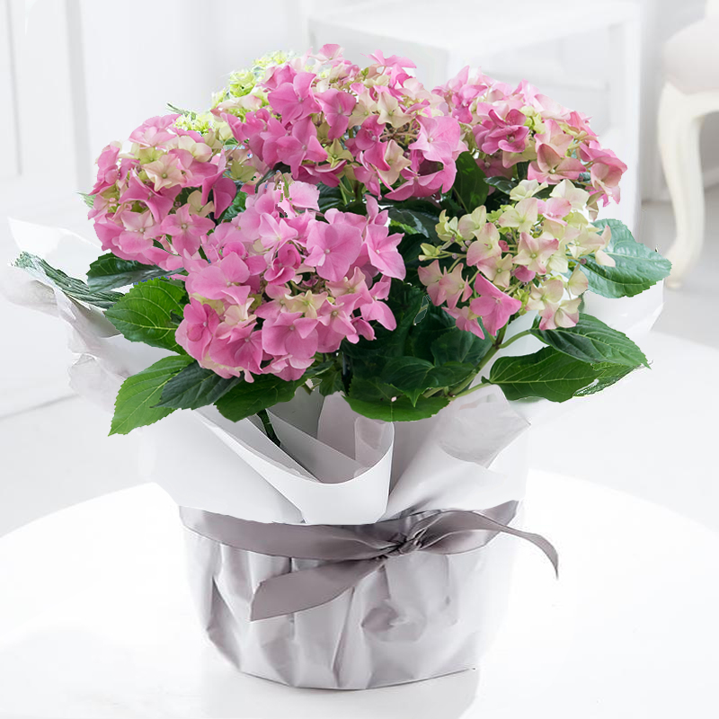 Gift Wrapped Pink Hydrangea Plant - Next Day Plant Gift Delivery UK - Blossoming Gifts