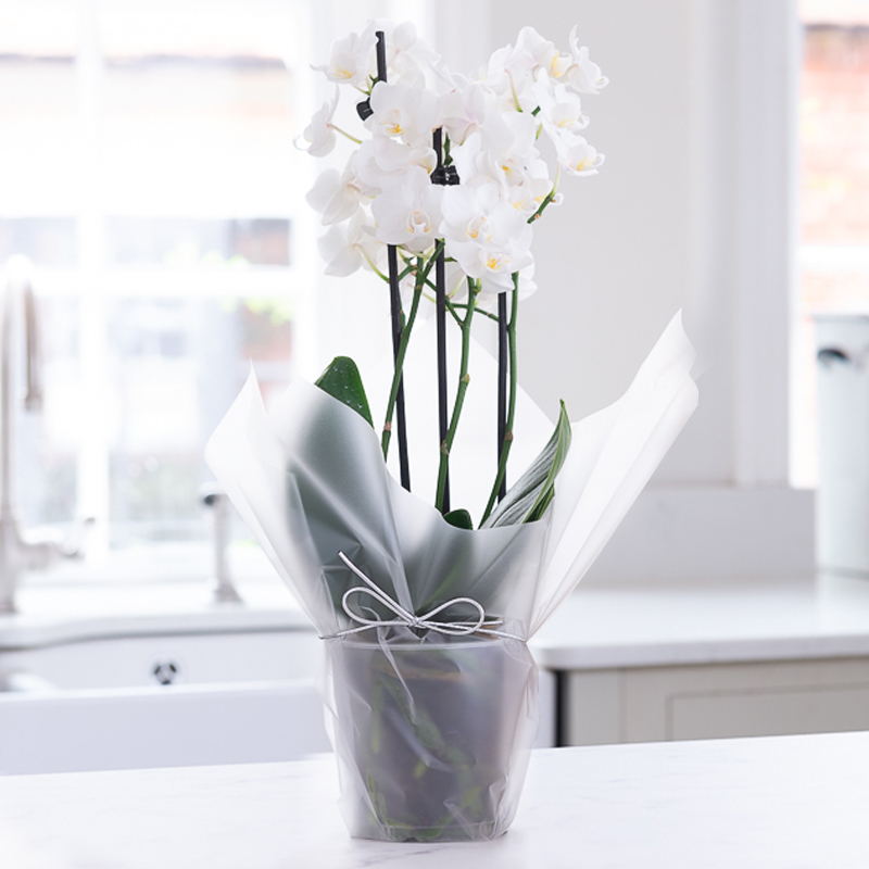 Gift Wrapped Mini White Orchid - Orchids - Next Day Plant Gift Delivery UK - Blossoming Gifts