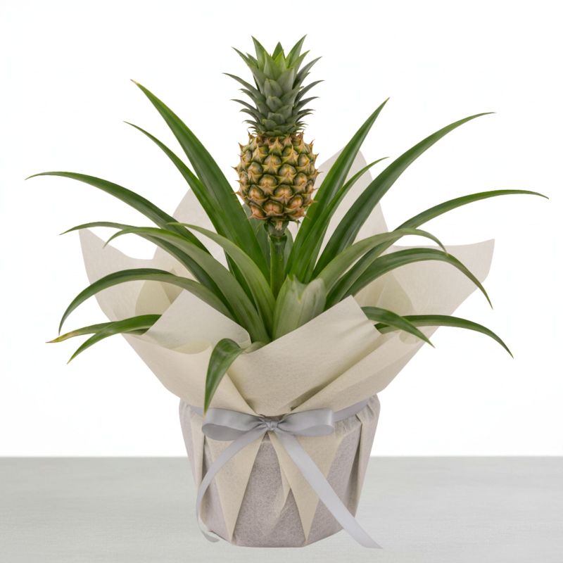 Pineapple plant - Next Day Plant Gift Delivery UK - Blossoming Gifts