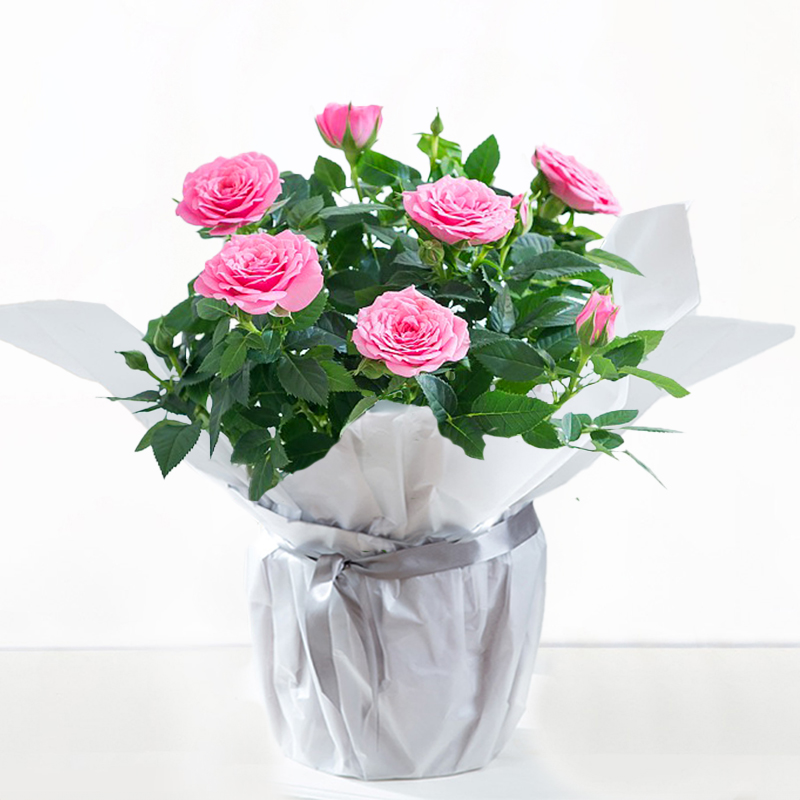 Gift Wrapped Pink Rose Plant - Roses - Next Day Plant Gift Delivery UK - Blossoming Gifts