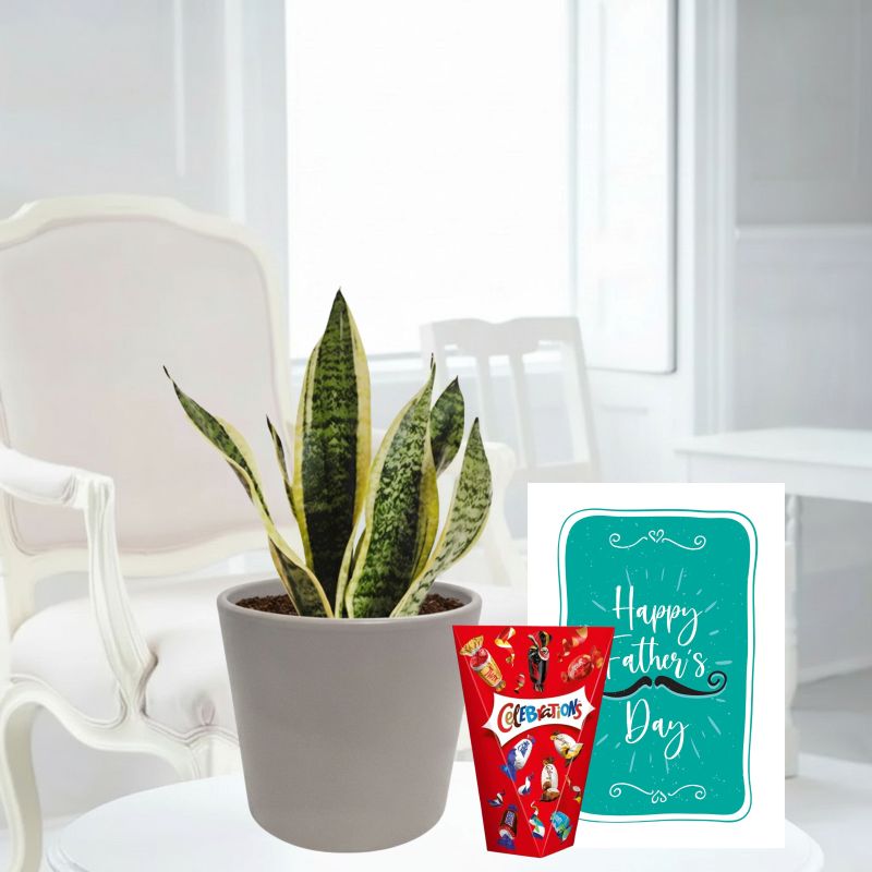 Snake Plant, Taupe Ceramic Pot, Celebrations (185g) & Father's Day Card image