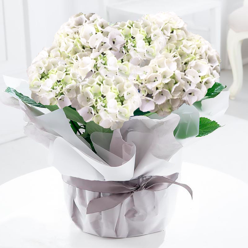 Gift Wrapped White Hydrangea Plant - Hydrangeas - Next Day Plant Gift Delivery UK - Blossoming Gifts