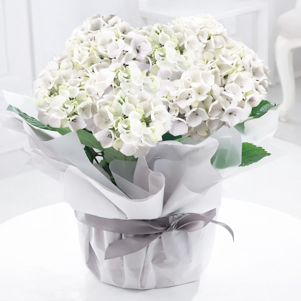 Gift Wrapped White Hydrangea Plant - Hydrangeas - Next Day Plant Gift Delivery UK - Blossoming Gifts