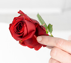 Guard Petals 1