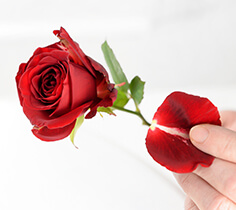 Guard Petals 2