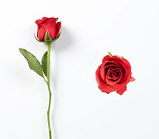 Sweetheart Roses