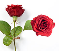 Beautiful Single Red Rose