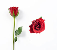 Luxury Red Roses