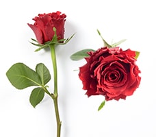 Letterbox 12 Red Roses