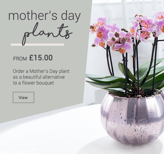 Blossoming Gifts Flower Delivery Mothers Day Gifts Online